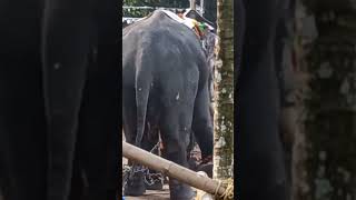 elephant sort #sorts #beautiful #viral #shortsfeed #new