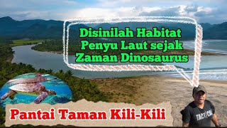 ENAM DARI TUJUH SPESIES PENYU,di Dunia berada di Pantai Taman Kili-Kili #trenggalek #konservasi