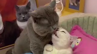 CAT🐱 LOVE - VERY CUTE | 👍ANIMALS