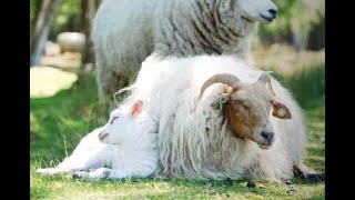 Sheeps chilling in the field