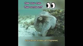 Octopus Hide and Seek! #octopus #oceanlife #sealife #animals #wildlife #beautiful #cute #cephalopod