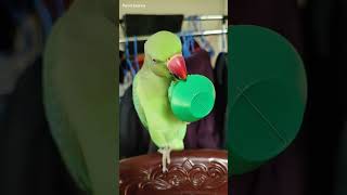 Toothless parrot cutting a pot