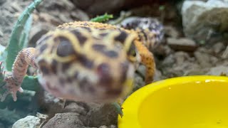 A rundown of the plants in my leopard geckos vivarium (1st Video)