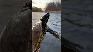 Big map TURTLE 🐢