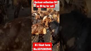 कुर्बानी बकरो का स्टॉक सांदर A1 क्वालिटी || visit M J Goat farm kishangarh Mr.Sonu.bhai..6375303945