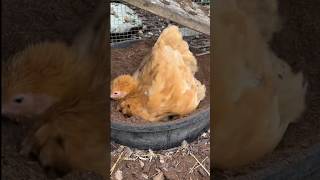 Chicken Babies first dust bath! #raisingchicks #backyardchickens #shorts