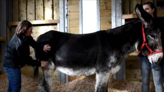 The Donkey Sanctuary - massage demonstration