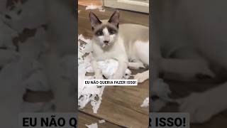 Eu perdi a memória 😹🫶 #gatos #gateiras #cat #memes #pets #gateiro #gato