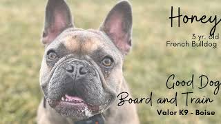 Honey the Frenchie's Good Dog Board & Train