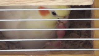 Cockatiel feeding new born babies