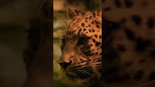 Big CAT Panthera LEOPARD