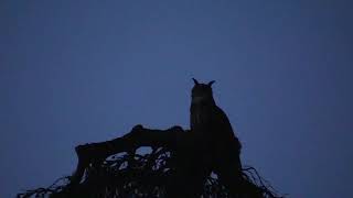 Eagle owl kopula on January 14th, 2020- Uhupaarung am 14.01.2020