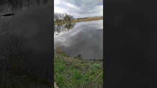 Карась на чесночные пуффы. В пасмурную погоду! #fishing #рыбалка #природа