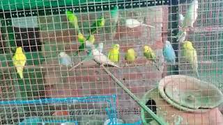 budgies parrot for sale