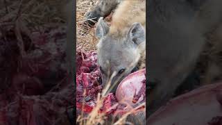 🥩 HIENA COMIENDO PRESA 🥩 Safari Fotográfico & Animales Salvajes - Parque Nacional Kruger - Sudáfrica