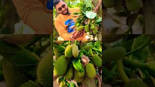 কাঁঠাল চাষ।Jackfruit farming.#shorts #short #shortvideo #shortsviral #shortsfeed #shortsvideo