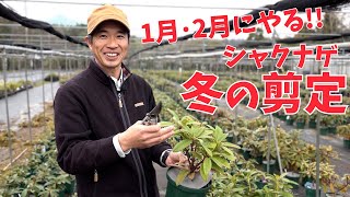 【シャクナゲ】1月･2月にやりたい！冬の剪定【赤塚植物園農場だより】