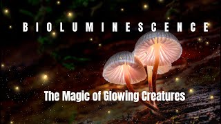 BIOLUMINESCENCE - The Magic of Glowing Creatures - in 4K VIDEO UHD 2nd Series