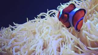 Clownfish