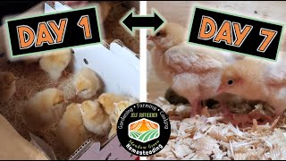 The *Truth* about Raising baby Chickens | The First week