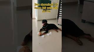 Guilty Rottweiler #shorts #rottweiler #funny #cutedog #aggressivedog #guarddog #funnydogs #dog #yt