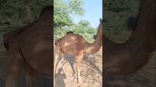 The owner is cleaning the camel's body by hand #ytshorts #camellove #camelfarm #shorts #camellife