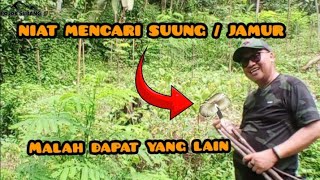 MENCARI SUUNG/JAMUR DI ALAM YG SANGAT INDAH NAMUN MALAH DAPET YANG LAIN ..YANG ANEH