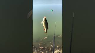 Красноперка… @evilspinning #fishing#youtubeshorts#reel#shorts#рыбалка#красноперка#поплавок#2023