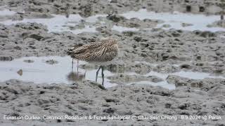 Eurasian Curlew, Terek Sandpiper & Common Redshank @ Chiu S C DSCN1157