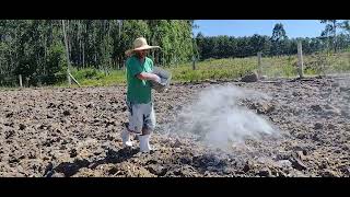 Preparando a terra com calcário para plantio do milho 🌽