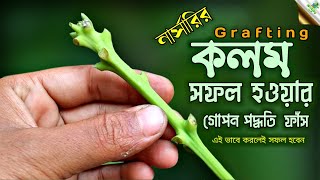 নার্সারির কলম সফল হওয়ার গোপন পদ্ধতি ফাঁস , এই ভাবে কলম সফল হবেই | My frist Secrets of grafting