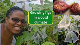 Growing figs in a cold climate