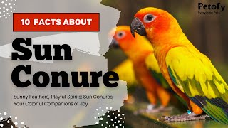 Sun Conures Facts: One of the Most Intelligent Birds in the World