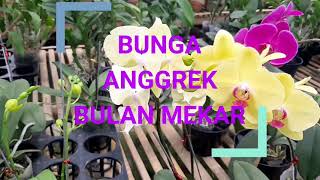 BUNGA ANGGREK BULAN MEKAR