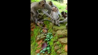 monkey video #shorts