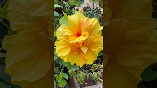 Beautiful hibiscus flowers 🌺🌸🌺💦#hibiscus #youtubeshorts #shorts #short #viral