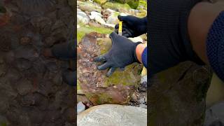 Here’s an ammonite rock that we found in amongst the beach pebbles and opened up on the beach 😮🦑⚒️