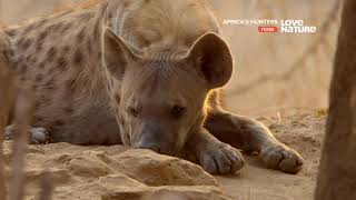 Африканские охотники / Africa's Hunters : Наследница клана 6 серия  4K