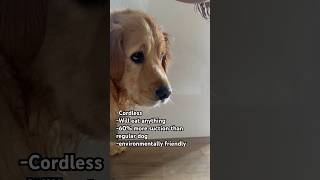 Meet the vacuum dog: Cleaning has never been this easy #funny #goldenretriever #cutepet