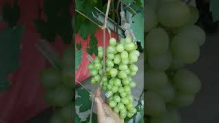 AMAZING FRUIT #grape #fyp