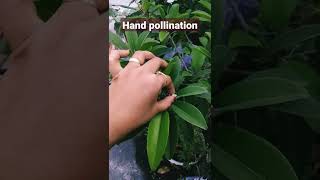 Hand pollination of Chickoo