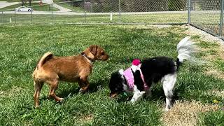 We rate Leitchfield Kentucky Dog Park’N’Rec 💯 James D Beville 180 Nature #WeRateDogParks Liddle fun