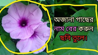 গাছের নাম জানেন না? শুধু ছবি তুলুন, নাম বলে দিবে এই এপটি।