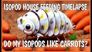 Do my Isopods like Carrots? Isopod House Feeding Timelapse