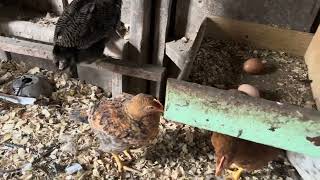 Entering the chicken coop