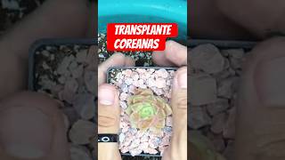 Transplante de suculentas coreanas 🤩🤩 te invito a unirte al #plantmas2023