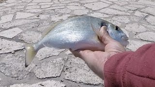 Fishing porgy  "ψάρεμα τσιπούρας" Greece "Unexpected Catch "