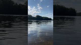 Cooling Off in the River #shorts #viral #youtubeshorts #trending #nature #life