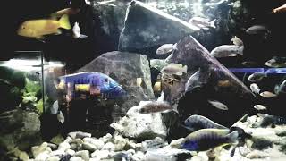 cristal clear Malawi cichlids 125 gallon fishtank , 4 different filter in tank!!