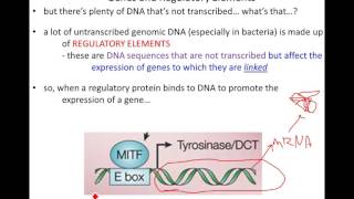 Lecture 16 - Control of Gene Expression in Prokaryotes